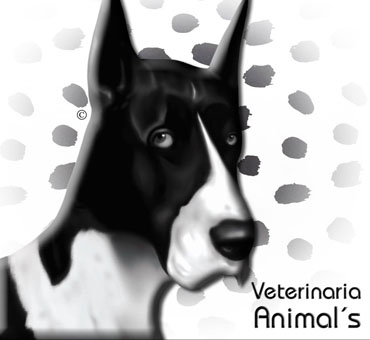 Video Promocional Veterinaria Animal´s